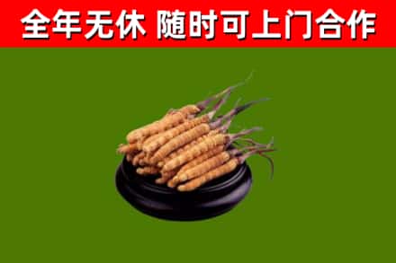 合川回收冬虫夏草